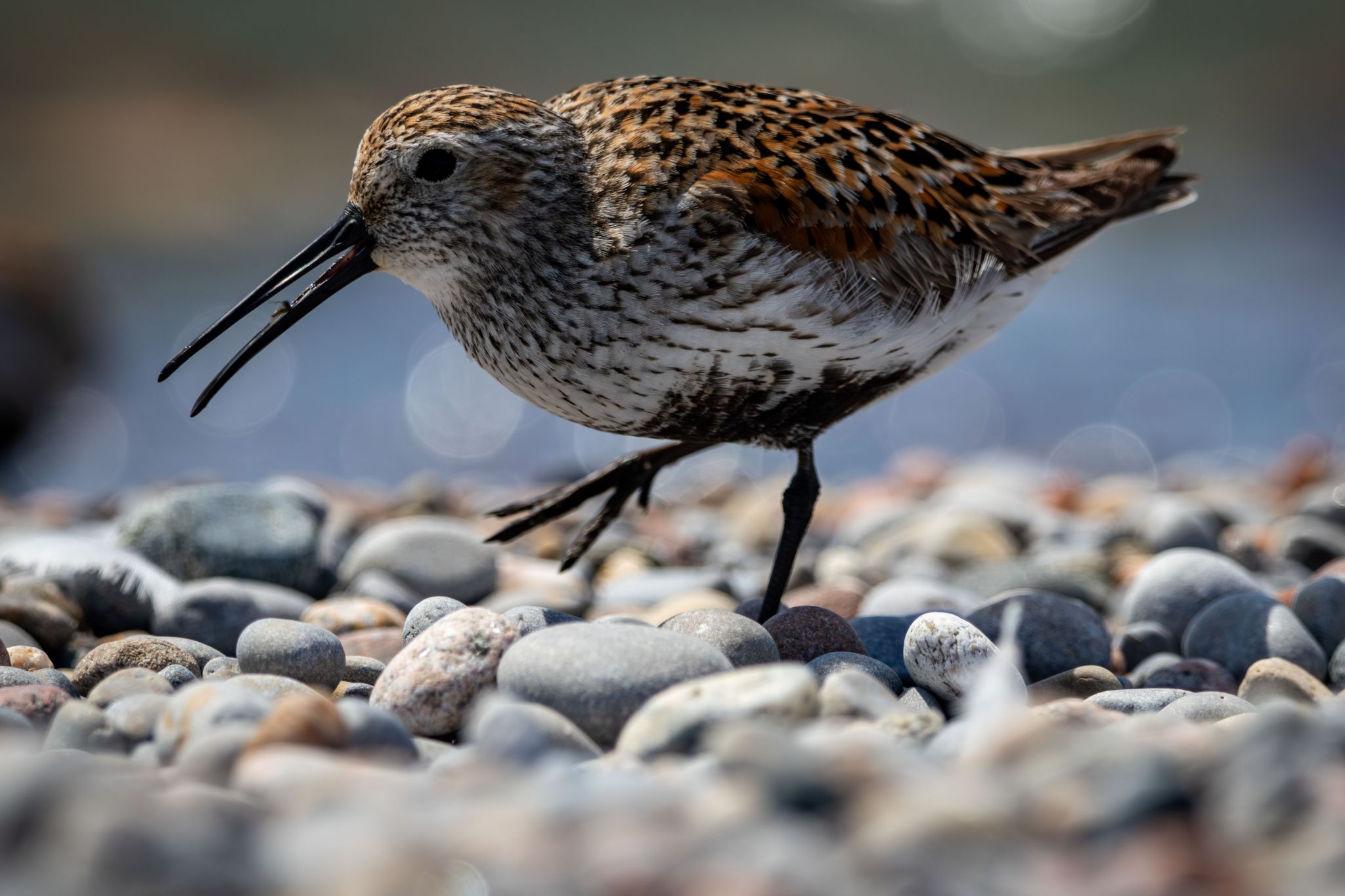 IMG 2413 Enhanced NR copy